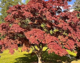 May include: A vibrant red Japanese maple tree with lush foliage in a green grassy field. The tree has a single trunk and branches out in a rounded shape.