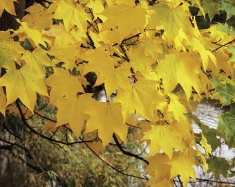 May include: Close-up of a tree branch with yellow maple leaves. The leaves are in various shades of yellow, from pale to bright.