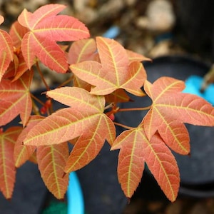 May include: Close-up of a Japanese maple tree branch with vibrant orange and red leaves. The leaves have a delicate, lacy texture and are arranged in a cluster.