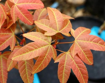 May include: Close-up of a Japanese maple tree branch with vibrant orange and red leaves. The leaves have a delicate, lacy texture and are arranged in a cluster.
