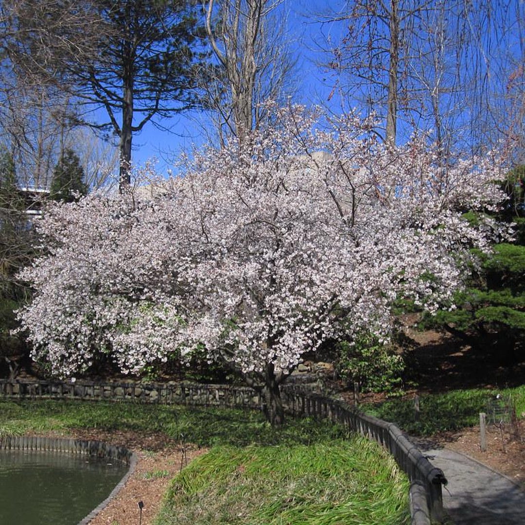 Fudanzakura Yoshino Japanese Flowering Cherry Tree (prunus