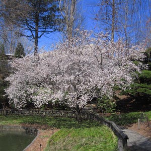Fudanzakura Yoshino Japanese Flowering Cherry Tree (Prunus Yeonensis 'Fudanzakura') Seeds - NEW FOR 2025