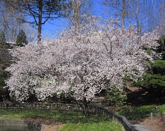 Fudanzakura Yoshino Japanese Flowering Cherry Tree (Prunus Yeonensis 'Fudanzakura') Seeds - NEW FOR 2025