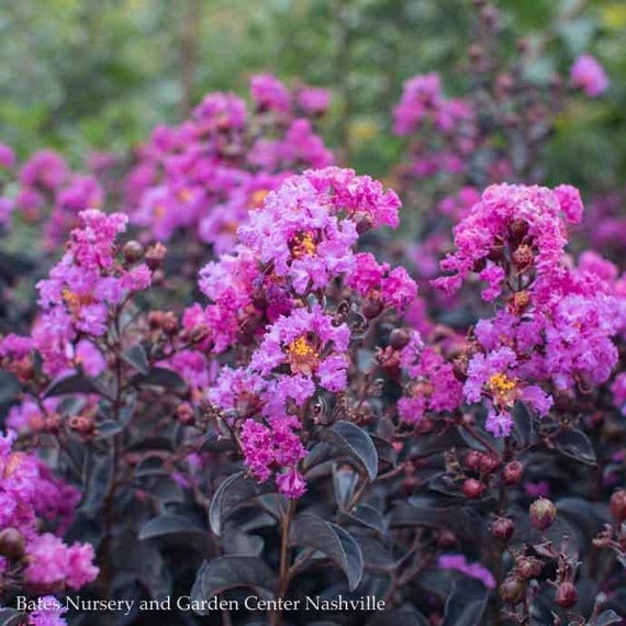 Black Diamond 'purely Purple' Crepe Myrtle Tree (lagerstroemia