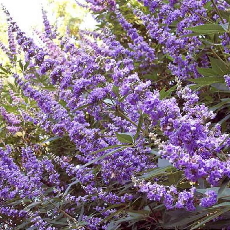 Samen des Mönchspfefferbaums Vitex Agnus-Castus. Bild 3