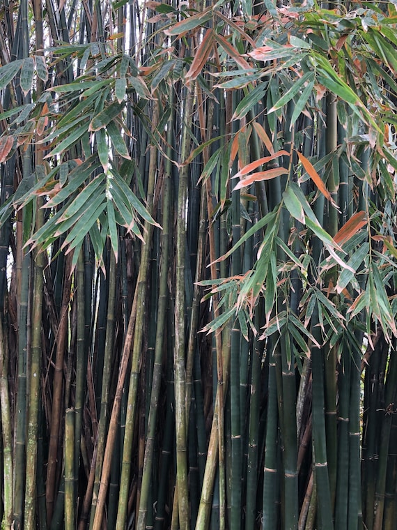 Bambú Planta de Alta Calidad en Uruguay