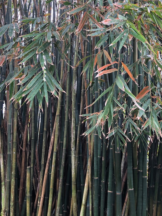 Schwarzer Bambus (Phyllostachys Nigra) Samen - Etsy sterreich