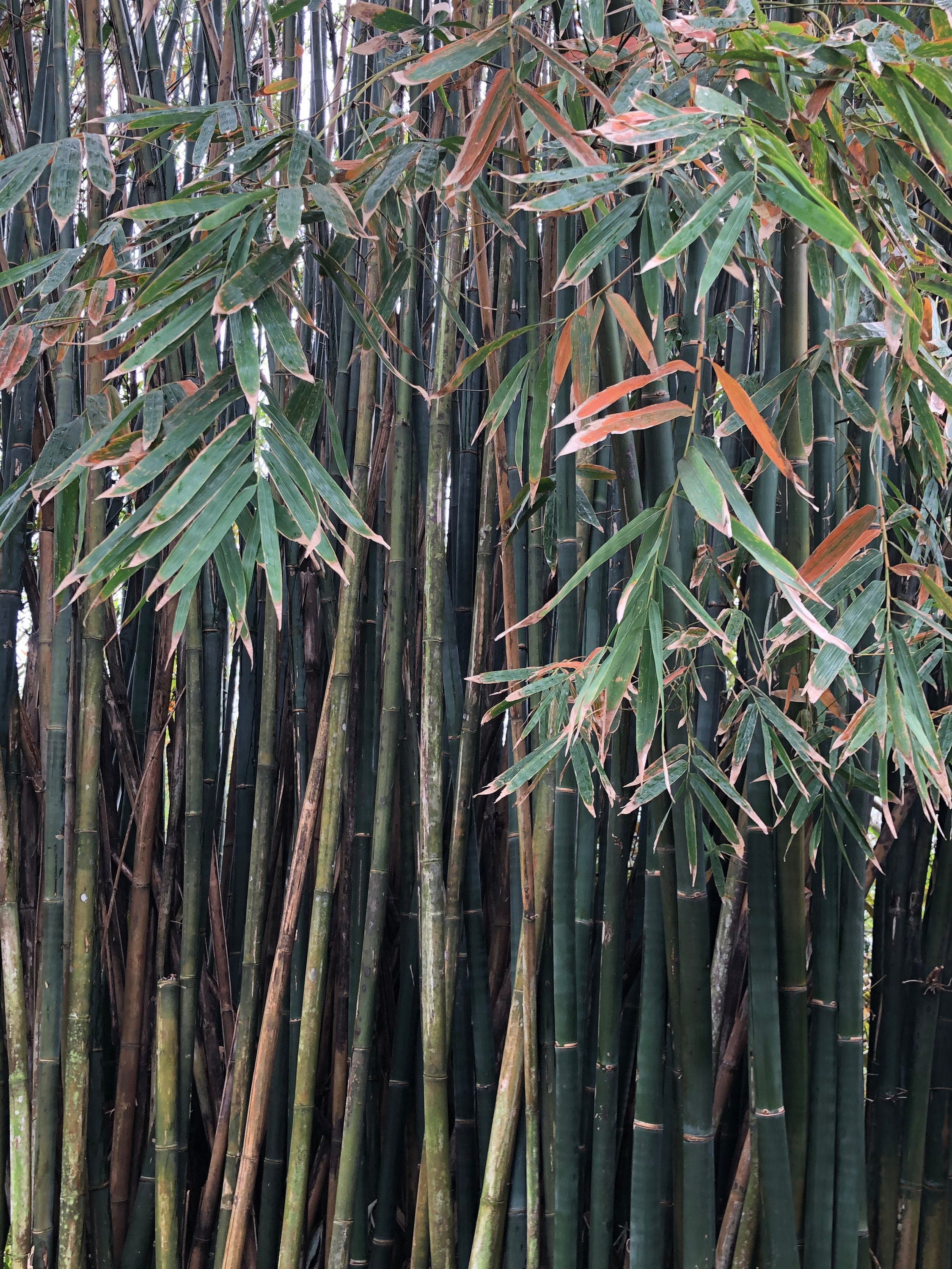 Schwarzer Bambus (Phyllostachys Nigra) Samen - Etsy.de