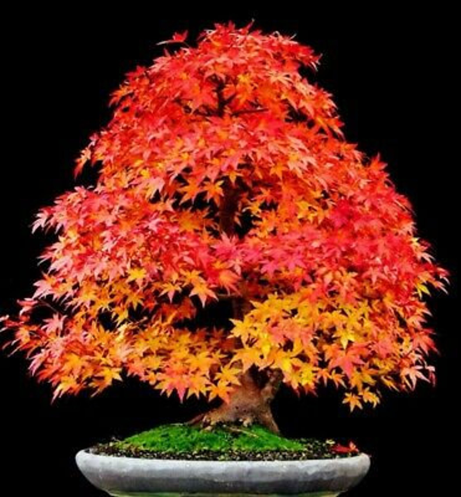 Sugar Maple Tree (acer Saccharum) Seeds - Etsy