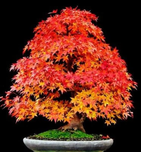 Sugar Maple Tree (acer Saccharum) Seeds - Etsy