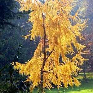 Japanese Larch Tree Larix Kaempferi Seeds image 1