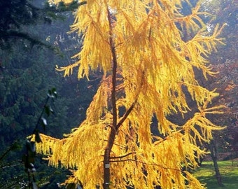 Japanese Larch Tree (Larix Kaempferi) Seeds