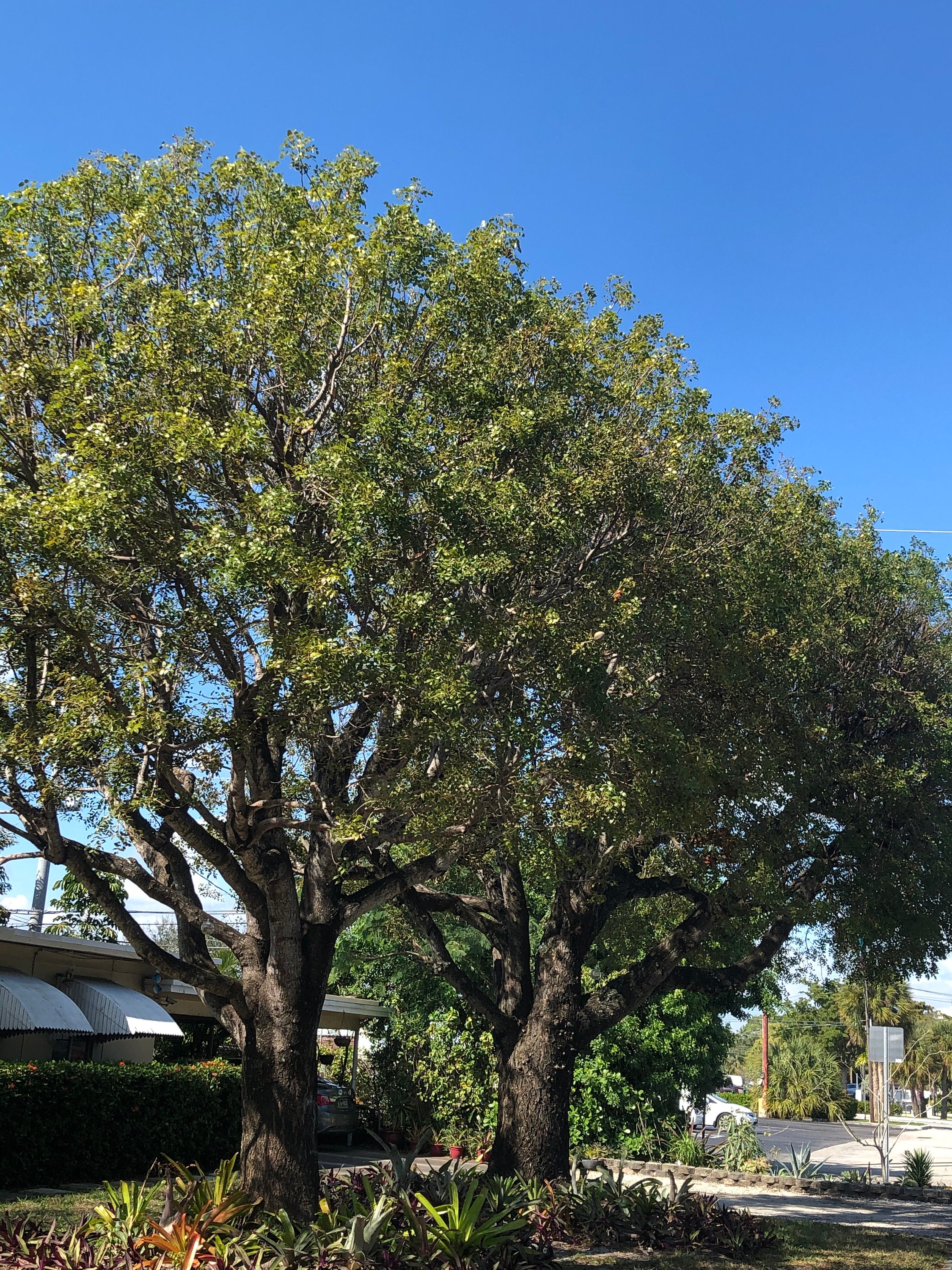 Tronco de caoba - Swietenia mahogany tree trunk