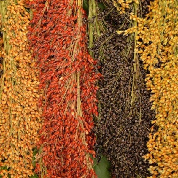 Amish Rainbow Broom Corn Plant (Sorghum Bicolor) Seeds