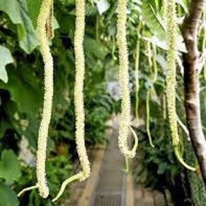 White Chenille Plant Acalypha Hispida Alba Seeds image 3