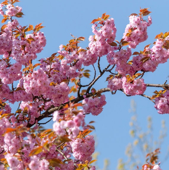 Kwanzan Japanese Flowering Cherry Tree (prunus Serrulata
