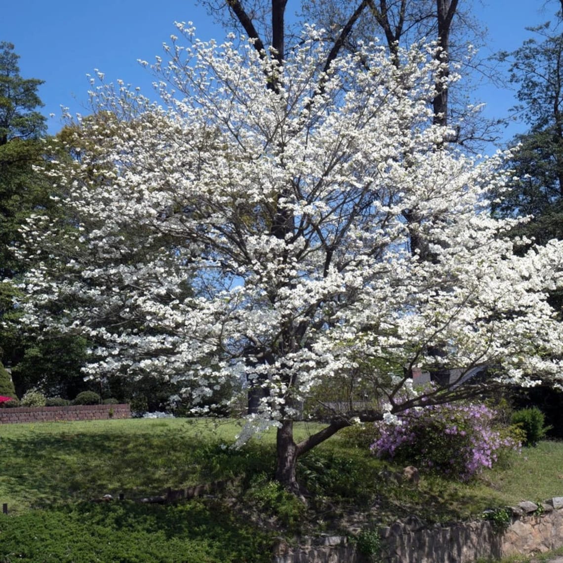 Cherokee Princess Flowering Dogwood Tree (cornus Florida 'cherokee ...