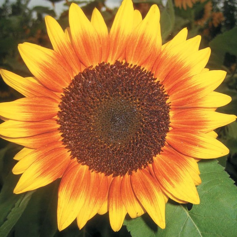 Solar Power Sunflower Plant Helianthus Annuus Seeds image 2