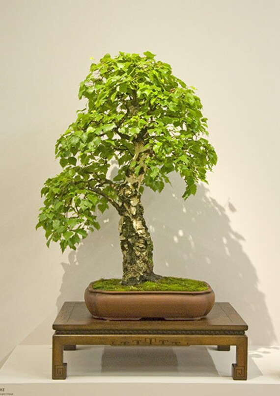 hohen bambus kaufen Fargesia robusta 'Pingwu' / Hoher Heckenbambus main image 1
