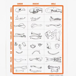 Owl Pellet Dissection Kit, Default Title at Stemcell Science Shop