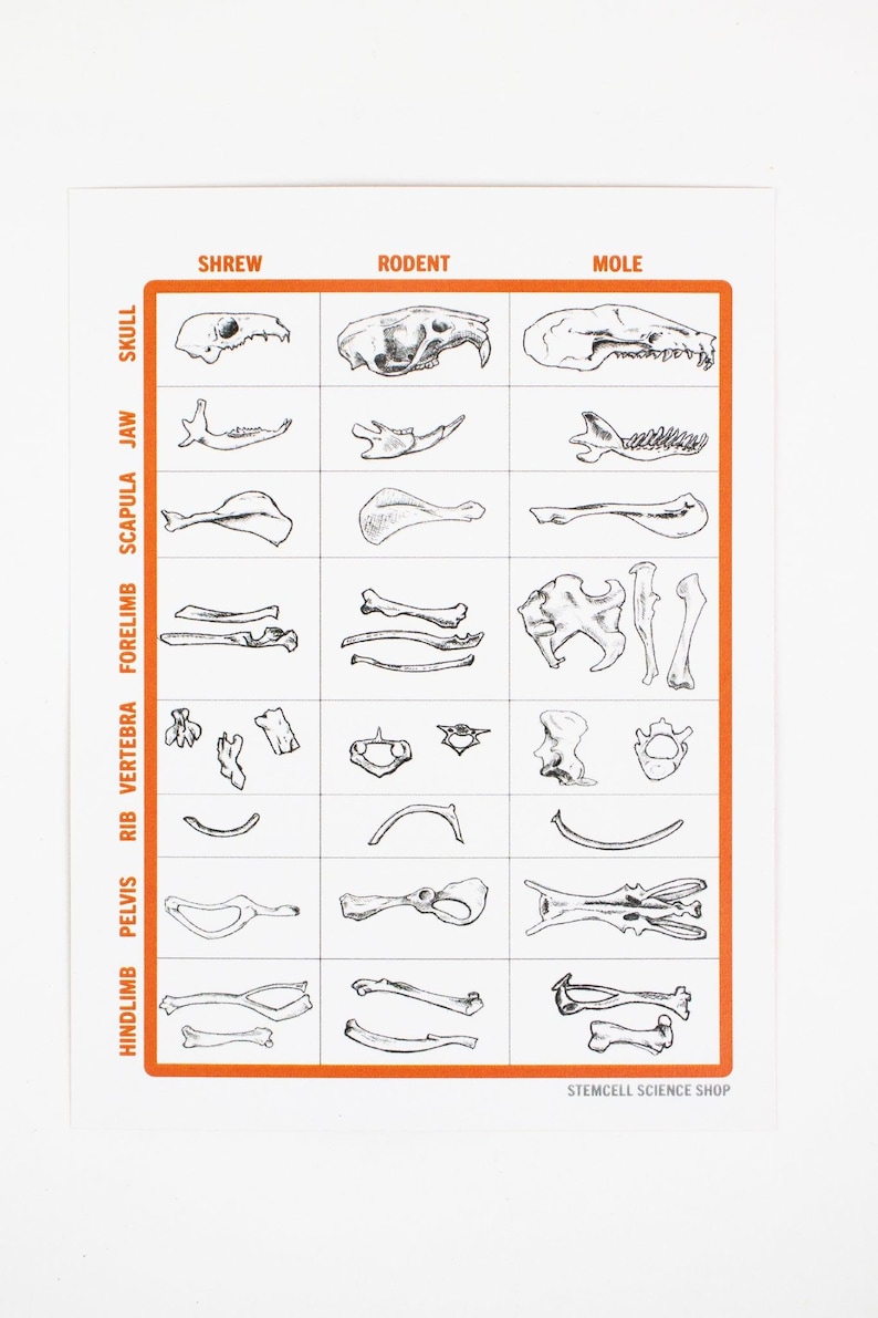 Owl Pellet Dissection Kit, Default Title at Stemcell Science Shop
