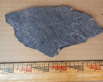 Pennsylvanian Fern Fossil #9-046