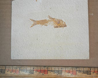 Knightia eocaena - Fish Fossil #010-002