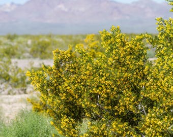 Creosote Bush Seeds