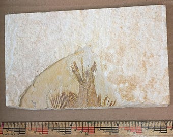 Priscacara tail fossil #010-004