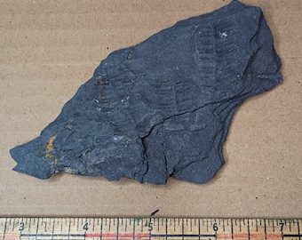 Pennsylvanian Fern Fossil #9-058