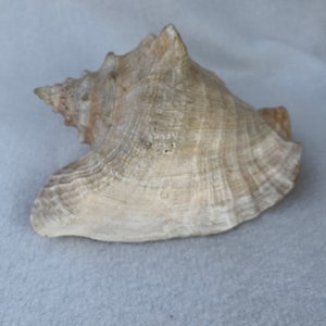 Conch Sea Shell