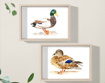 Mallard Ducks / Watercolour Art Print / British wildlife