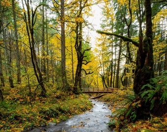 Columbia River Gorge, Oregon Landscape Photo Print, Portland Autum Forest Print