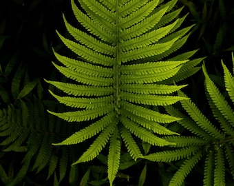 Maui, Hawai'i Fern Art Print, Vibrant Botanical Nature Photo Print