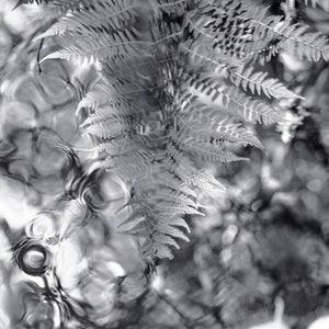 Black and White Fern Creek Reflection, Nature Photography, Abstract Fine Art Print, PNW Fern, Fern Art Print, Mt Hood Art, Abstract Fern Art