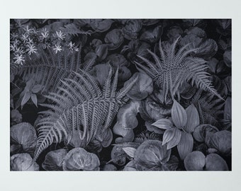 PNW Botanical Fern Photo Art Print, Nature Photo Print