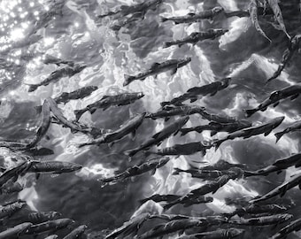 Prince William Sound, Alaskan Salmon Black and White Landscape Photo Print
