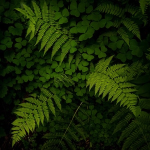 Oregon Columbia Gorge, PNw Fern Fine Art Print, Portland Photography