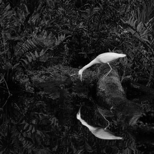 Florida Swamp, Snowy Egret Black and White Nature Print, Egret Wall Decor