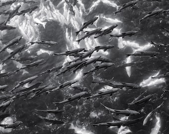 Prince William Sound, Alaskan Salmon Black and White Landscape Photo Print
