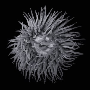 Black and White Anemone Fine Art Print, Anemone Ocean Print, Kelp Forest Print