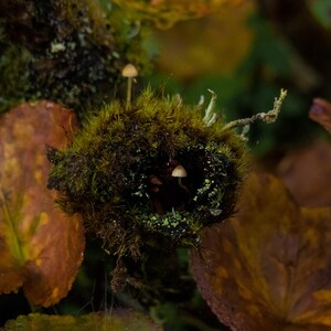 May include: A close-up of a small, brown mushroom growing in a bed of moss and leaves. The mushroom is surrounded by a cluster of green moss and brown leaves.