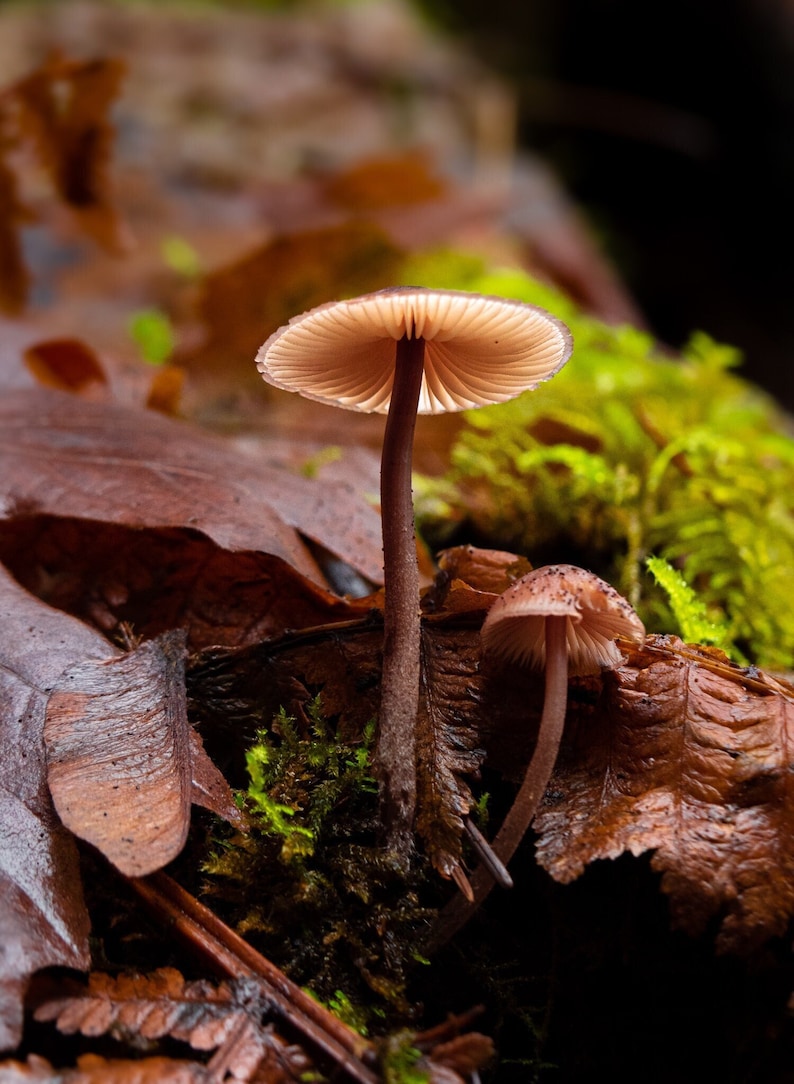 May include: Two small, light brown mushrooms growing on a bed of brown leaves and green moss.