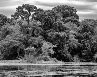 Florida Swamp Black and White Nature Print, Florida Swamp Print, Florida Wall Decor