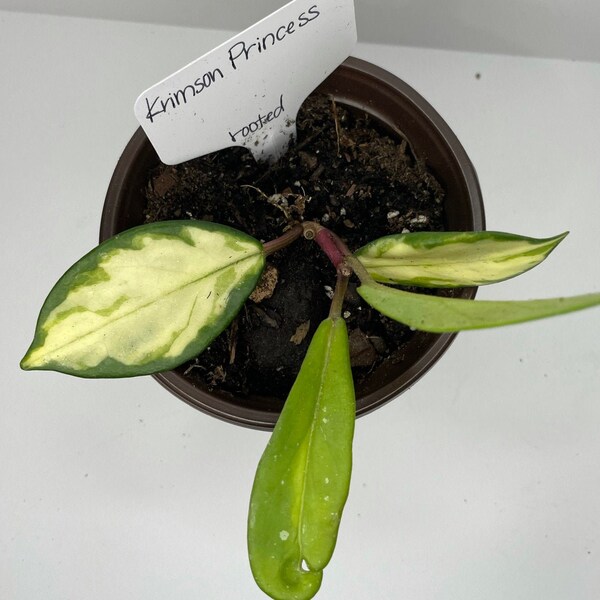 Hoya Carnosa 'Krimson Princess' ~ Tricolore ~ Usine de cire tricolore ~ Plante d’intérieur vivante