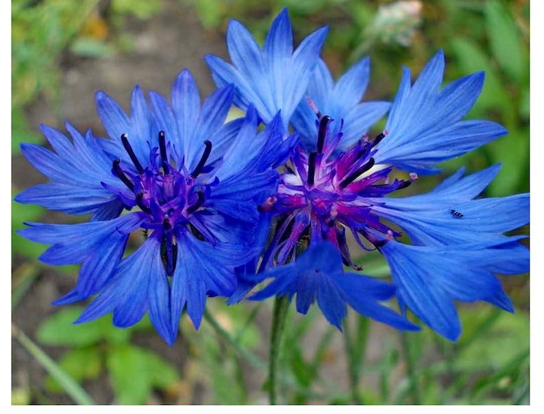 Василек карпатский. Василек сумской. Василёк боровой. Василек синий (centaurea cyanus). Любимый василек.