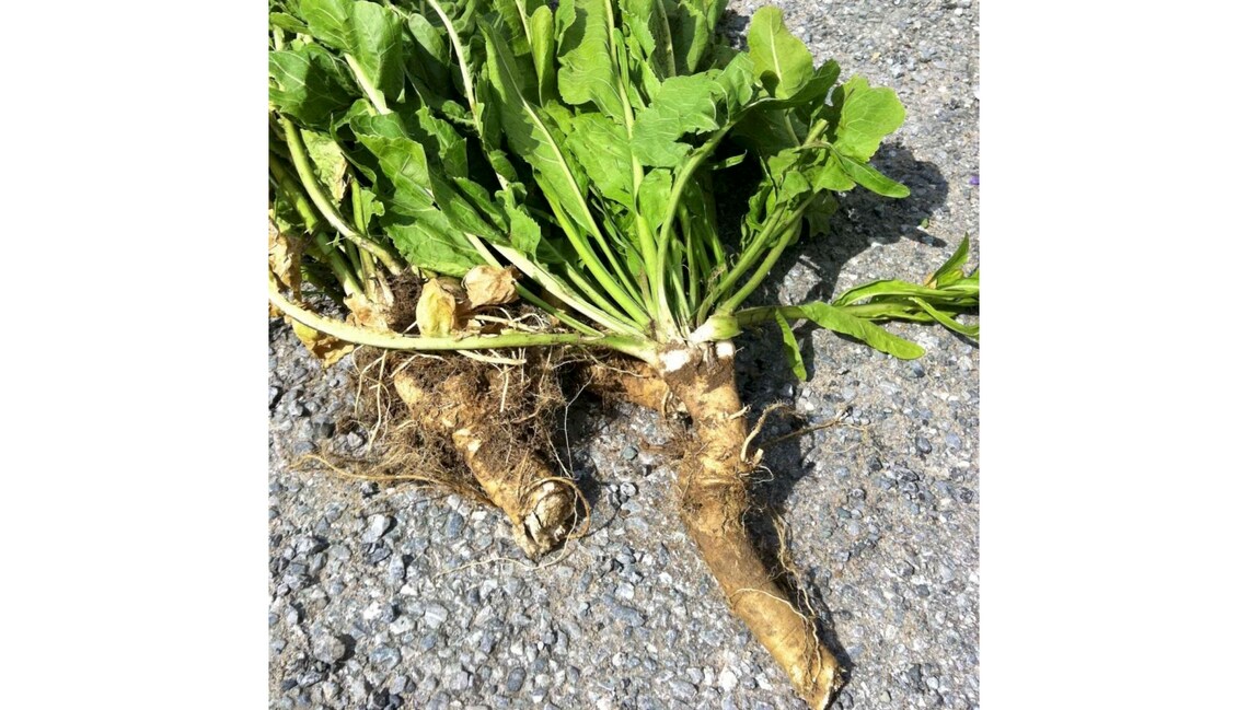 Organic Dried Horseradish Root premium quality Free Shipping Etsy