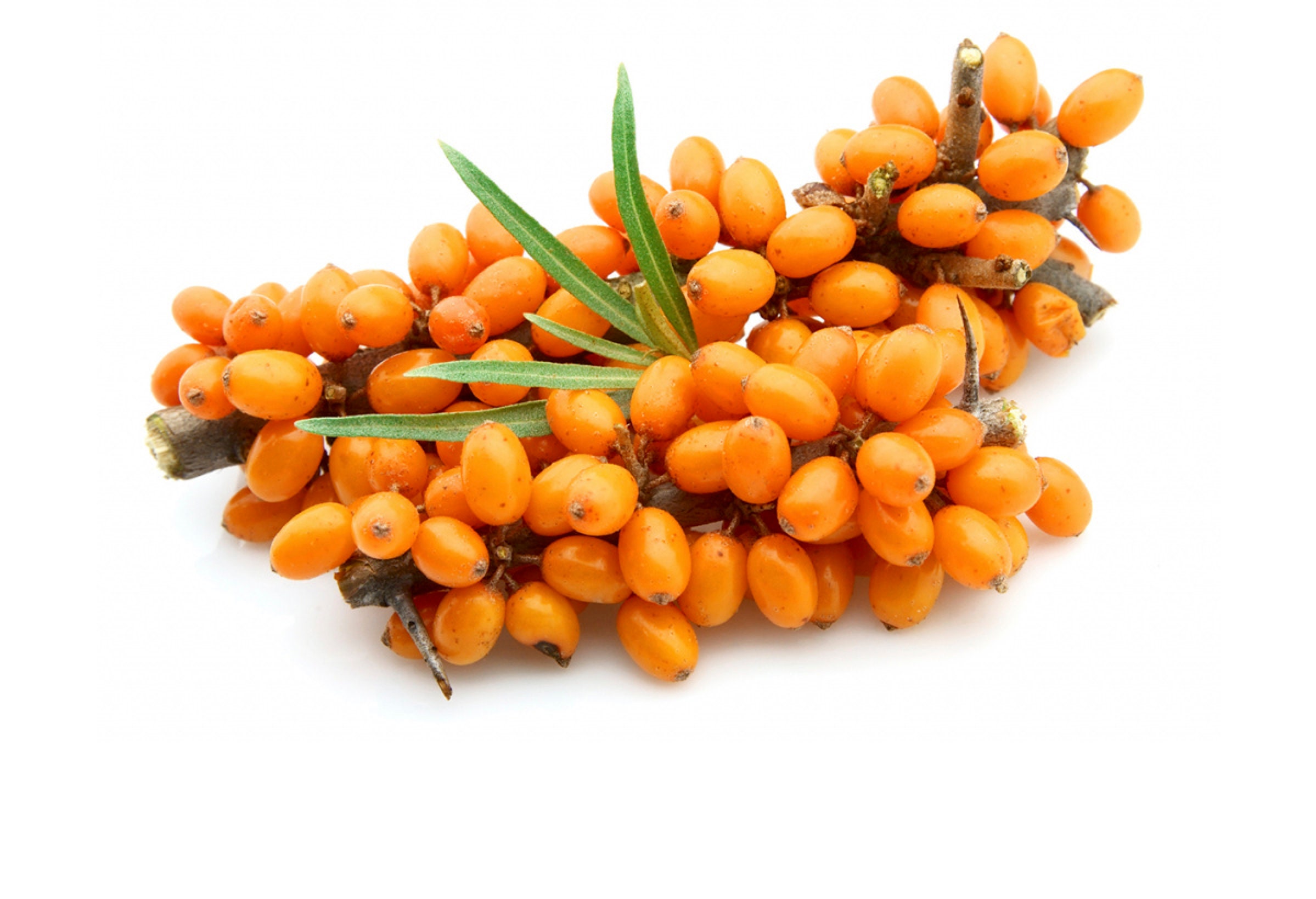 Sea Buckthorn Berries Dried sea buckthorn berries organic Etsy