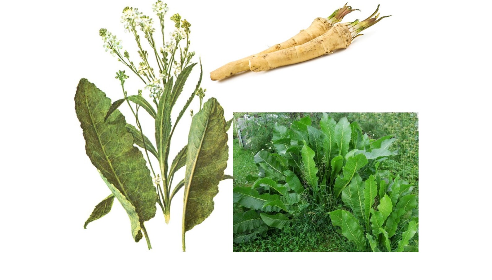 Organic Dried Horseradish Root premium quality Free Shipping Etsy