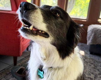 Silicone Pet Name Tag